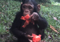Chimpanzee From Viral Flight Video 'Doing Very Well' and Loves Tomatoes