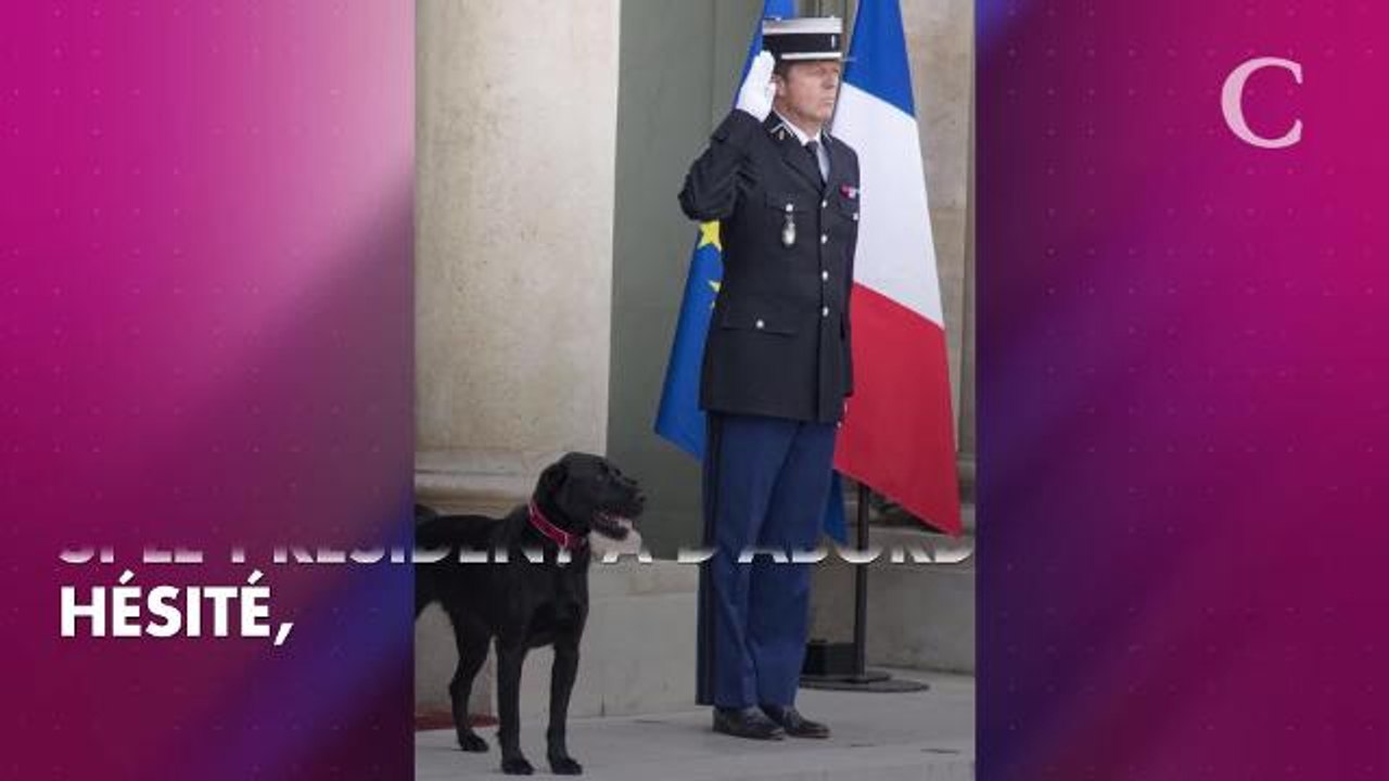 Nemo, le chien des Macron, n'est pas d'accord avec l'arrivée des poules à l'Elys...