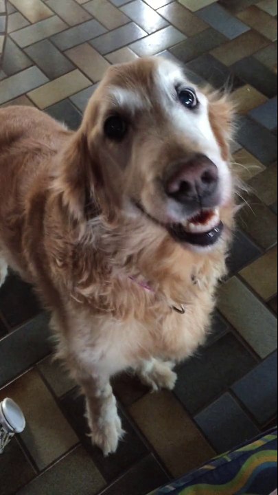 Cette chienne apprend qu'elle n'est pas malade... sa réaction est incroyable