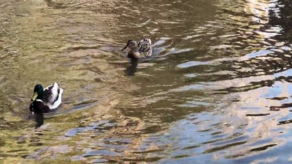 Ducks Water Park Bird Lake Reflection Waterfowl