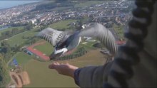 Espetaculares Cenas E Imagens De Gansos Em Voo