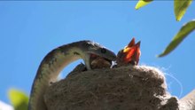 Cobra Lança Terror No Ninho Do Pássaro