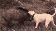 Terríveis Confrontos Entre Cachorros E Javalis
