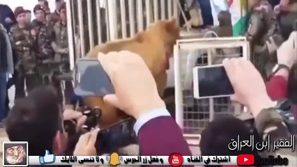 لحظة هجوم دب على مواطن بعد ان اطلقوا سراحه ! شوف شنو صار