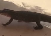 Alligator Takes Stroll Through Florida Strip Center
