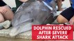 SeaWorld rescue team treats injured dolphin after shark attack