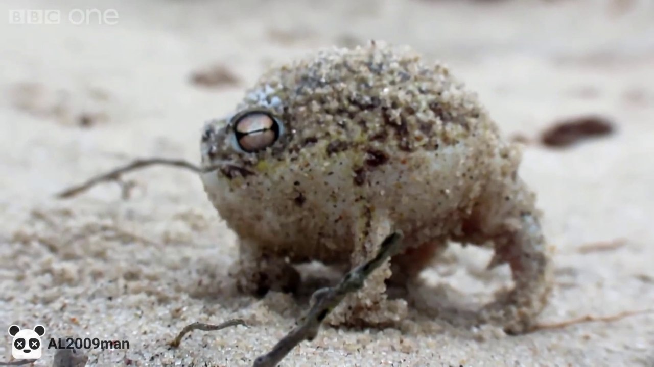 Al's Quickies: A Very Angry Panda