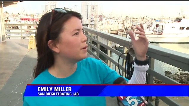 Coast Guard Warns Boaters of Whale in San Diego Bay