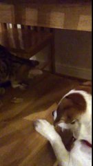 Bengal cat shares piece of chicken with Jack Russell