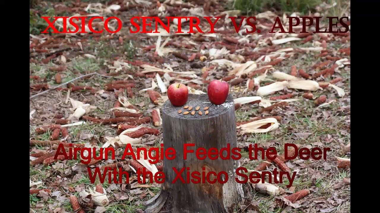 Xisico Sentry VS Apples! Airgun Angie Feeds the Deer!