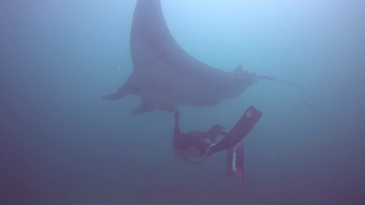 Une raie manta énorme vient demander de l'aide à des plongeurs