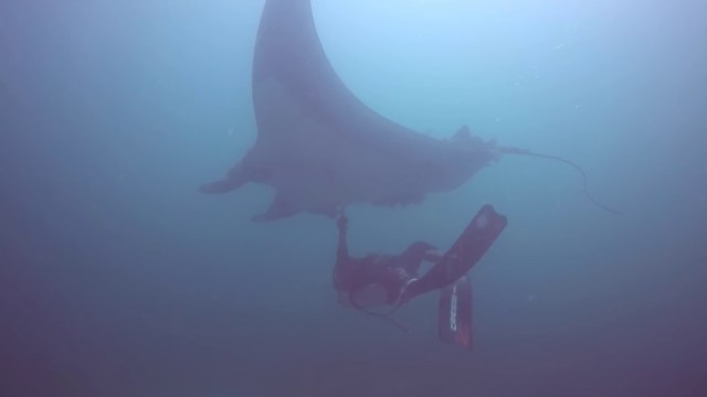Une raie manta énorme vient demander de l'aide à des plongeurs