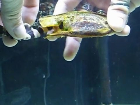 Assistez à la naissance d'un requin corail, seul requin à sortir d'un oeuf