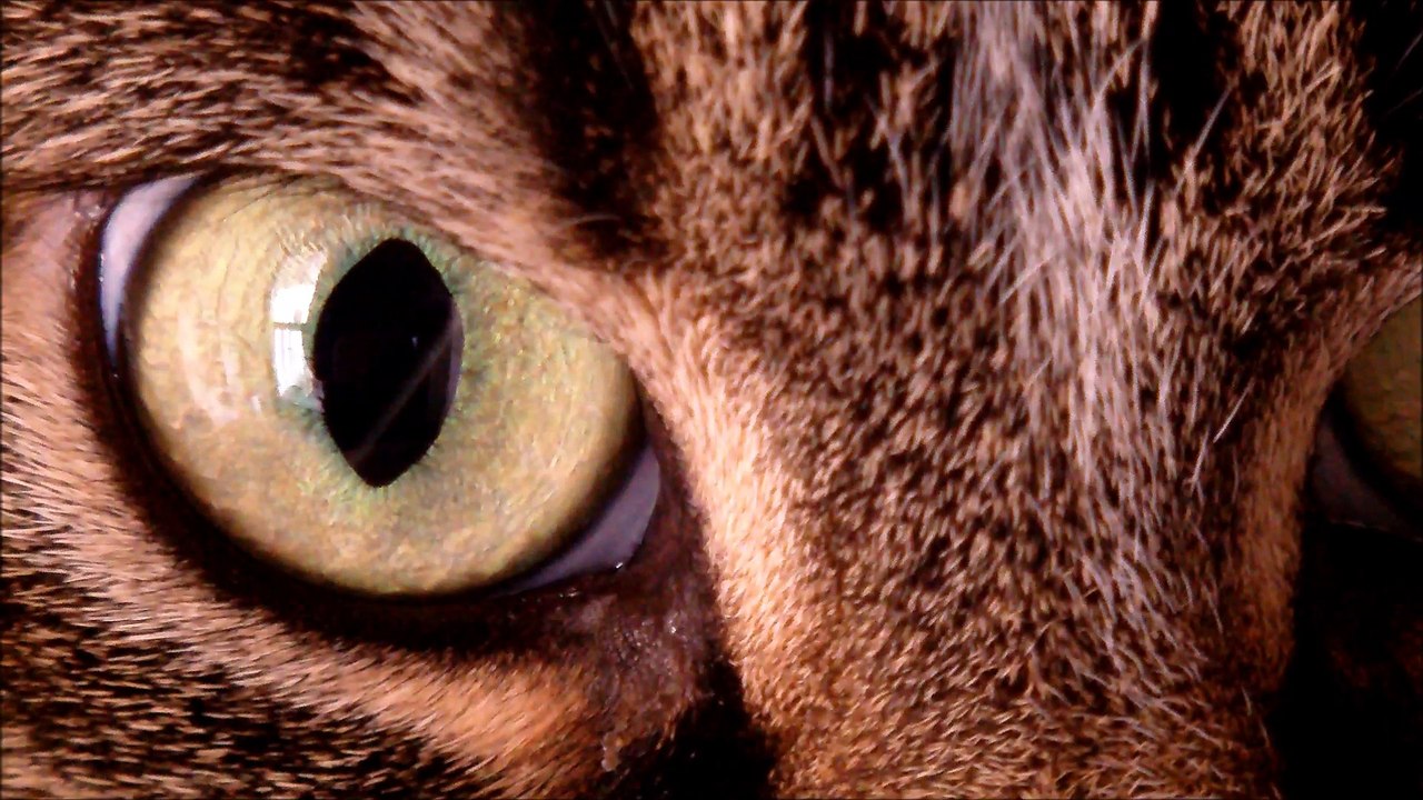 Cat Eye Macro