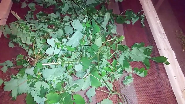 50.Magia Glistnika wasciwosci magiczne