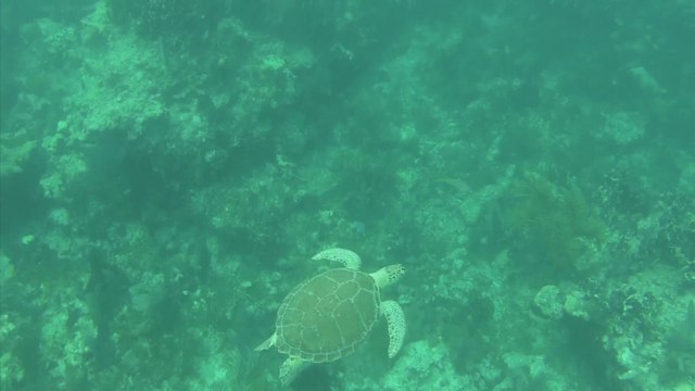 Travel Track On Sirk TV: AMY SLATE'S AMORAY DIVE RESORT [Key Largo, Florida]