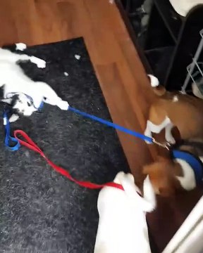 Trop drôle : ce chat tient un chien par la laisse