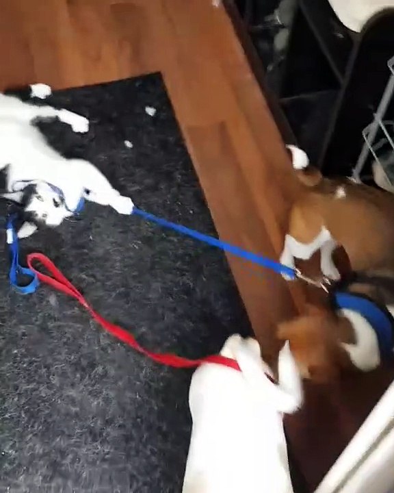 Trop drôle : ce chat tient un chien par la laisse