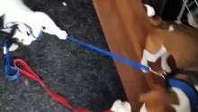 Trop drôle : ce chat tient un chien par la laisse