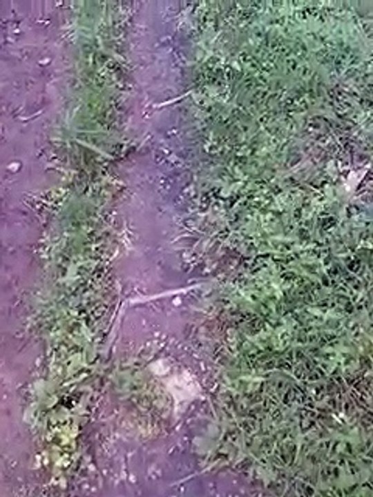 test_staging_NovoTest-OtherVideo - VIDEO0169