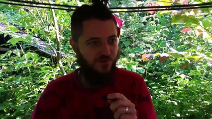 49.Glistnik Jaskocze Ziele wspaniala zapomniana roslina