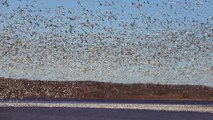 Snow Geese Over Mississippi River