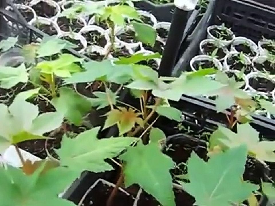 Выращивание рассады