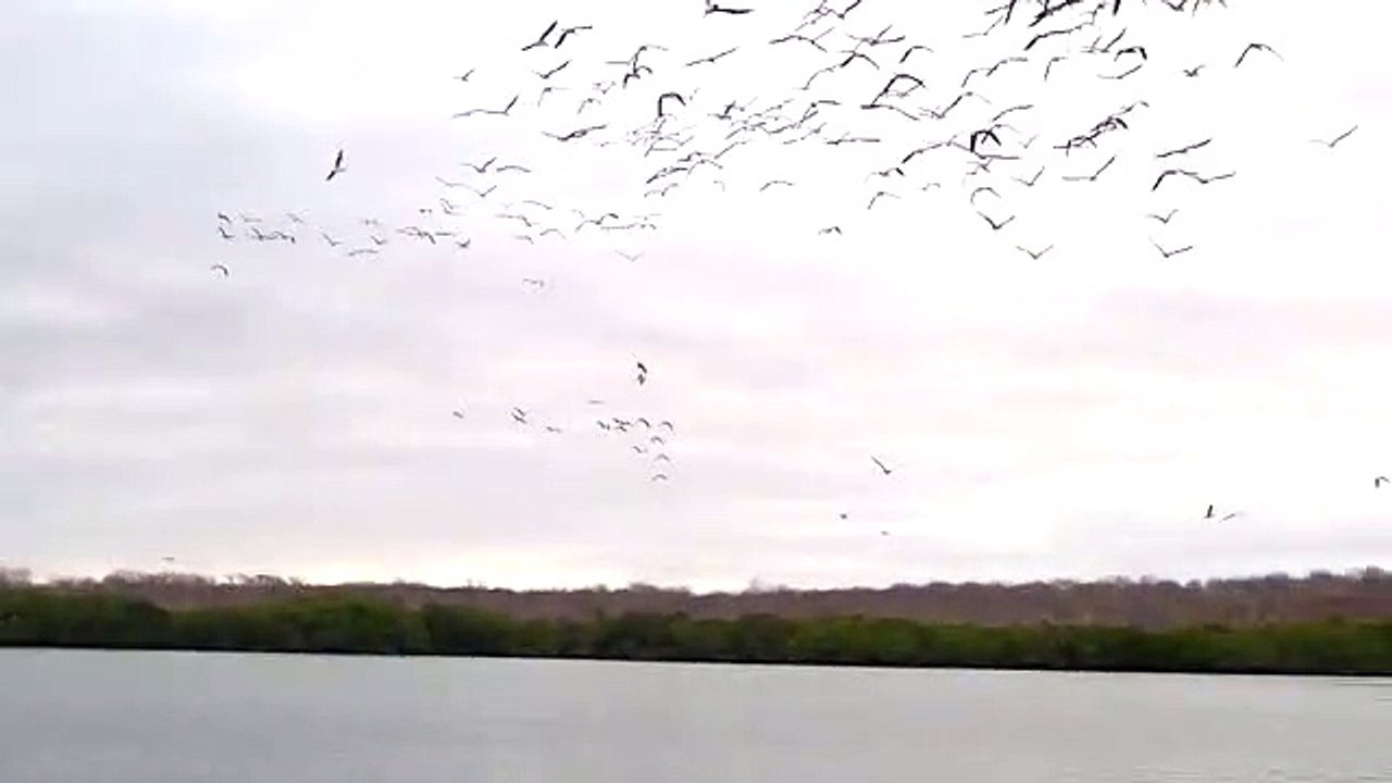 Des dizaines d'oiseaux plongent en même temps pour attraper du poisson !