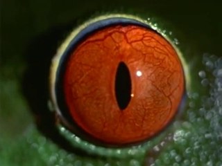 Planet Earth - The Rain Forest (Wild Jungle)