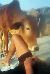 This Is What Happens When A Cow Falls In Love For A Man