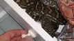 Snake Catcher Discovers Carpet Python Hiding in Bathroom Drawer