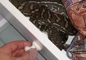 Snake Catcher Discovers Carpet Python Hiding in Bathroom Drawer