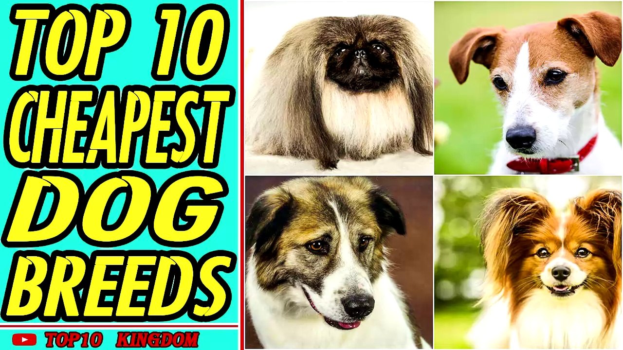 TOP 10 Cheapest Dog Breeds
