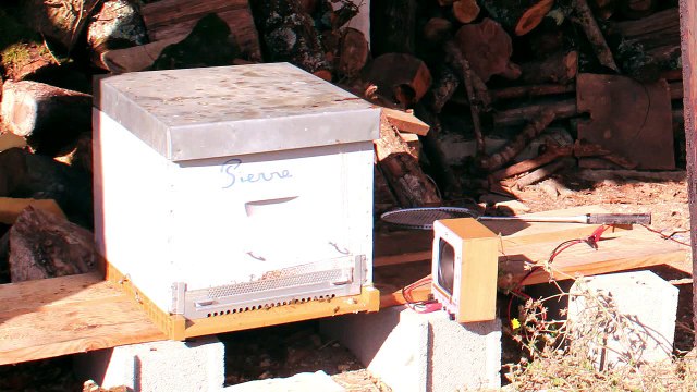 Les abeilles en danger, concours CGénial version du 7 mars 2018 (avec le son)