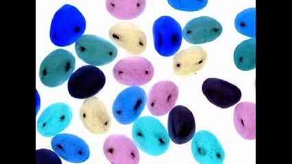 Language Nursery in G Major [Part 2]