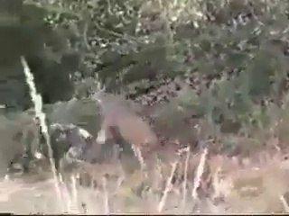 Natural fight  of wild life