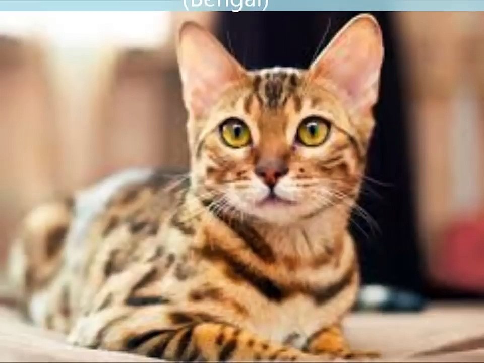 as 10 raças de gatos mais caras do mundo