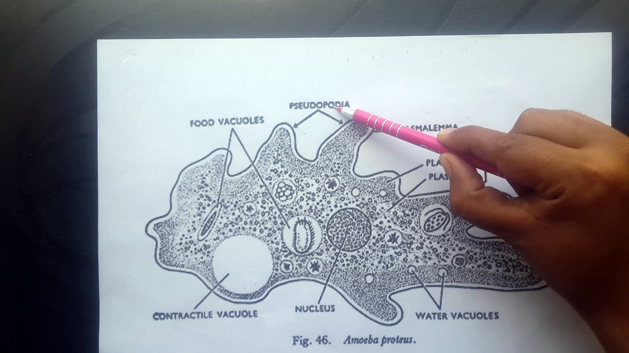 Description of Amoeba and its Anatomy in Hindi
