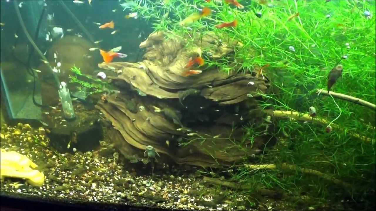 Breeding Fish for Profit 55g Guppy, Pleco, Shrimp, Guppy Grass