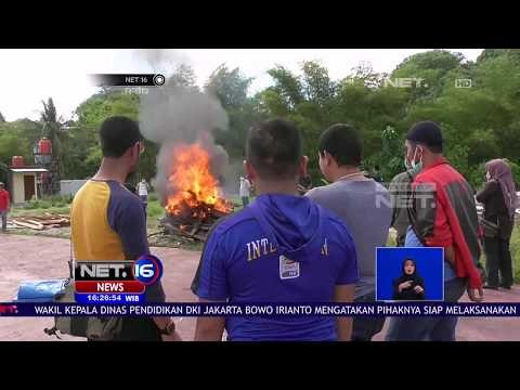 Populasi Harimau Sumatera Yang Terus Menurun - NET 16