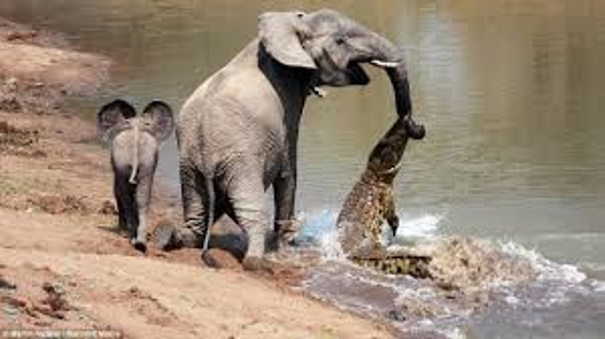 Crocodile vs Elephant HD - video Dailymotion