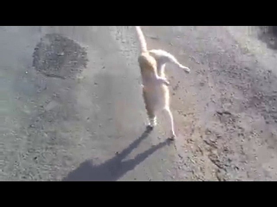 most funny cat