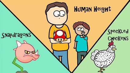Incomplete Dominance, Codominance, Polygenic Traits, and Epistasis!