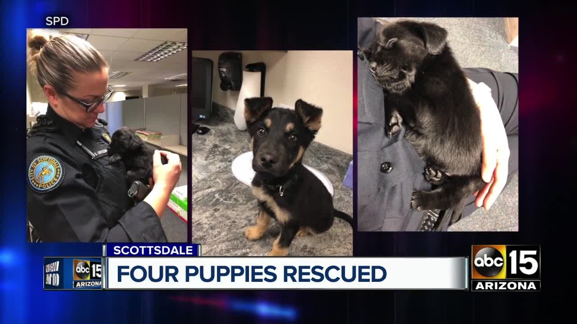 ⁣Puppies rescued in Scottsdale after animal cruelty bust