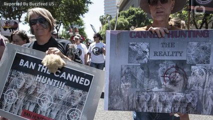 Obama's Ban On Lion And Elephant Trophies Lifted On 'Case-By-Case Basis'