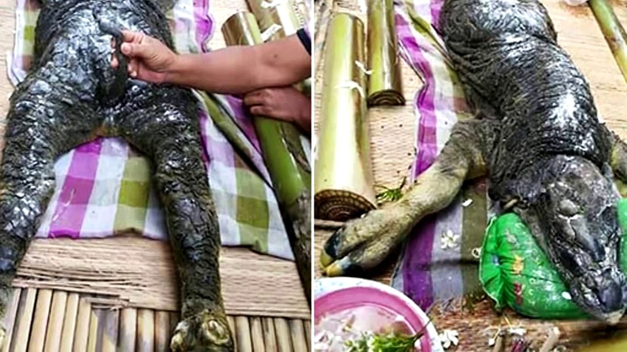 15 Mysterious Creatures Captured
