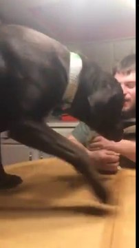 Jaloux du lapin ce chien veut des caresses aussi !