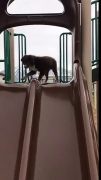 Effrayé par le toboggan ce chien saute au lieu de glisser !