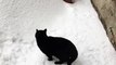 Plongeon d'un chat dans la neige... il disparaît !
