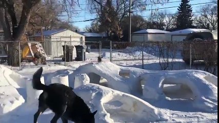 Tunnels de neige pour le chien dans le jardin !!